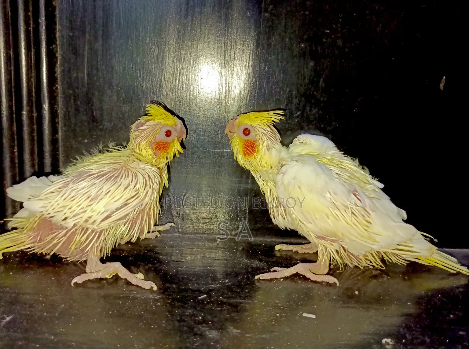 Tame Size Lutino Pearl Cockatiel Baby