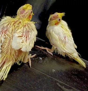 Tame Size Lutino Pearl Cockatiel Baby