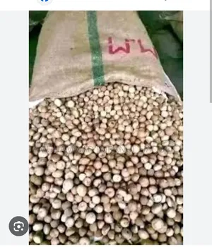 Dry Betel Nut