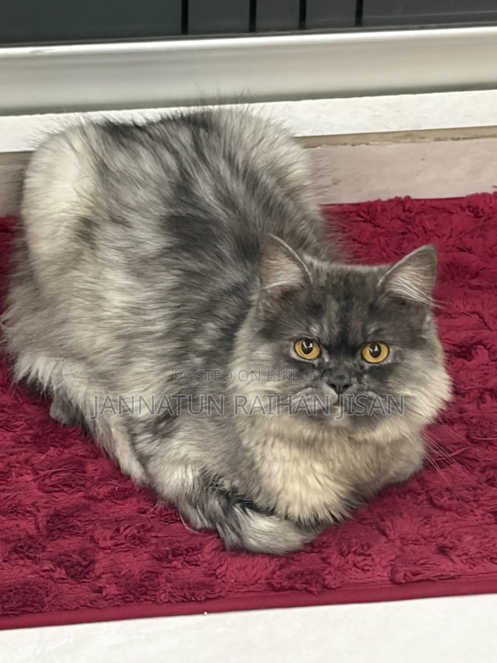 6-12 Months Male Mixed Breed Persian