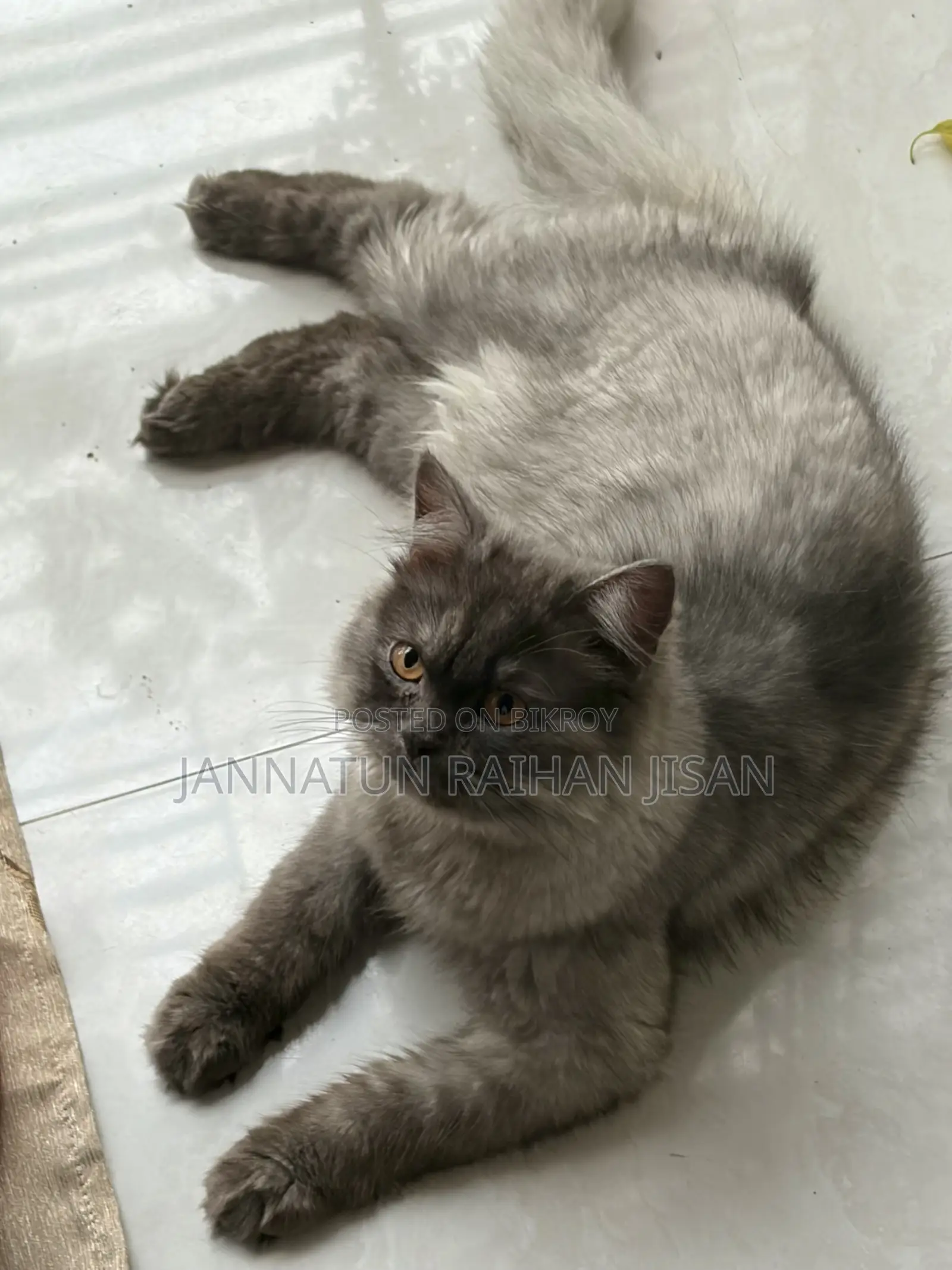 6-12 Months Male Mixed Breed Persian