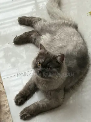 6-12 Months Male Mixed Breed Persian