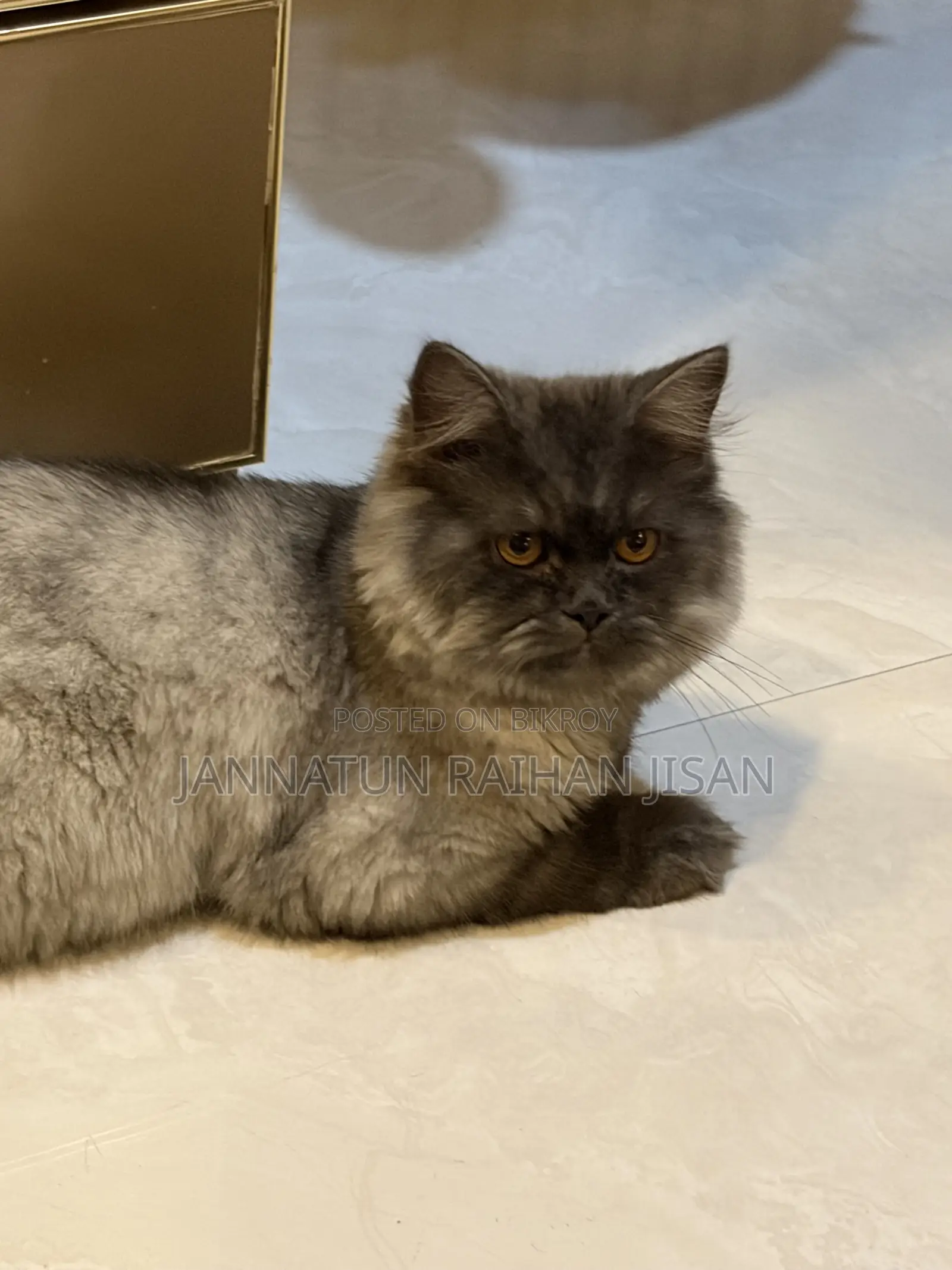 6-12 Months Male Mixed Breed Persian