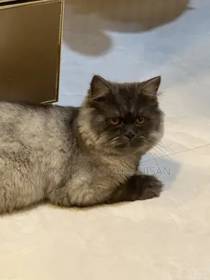 6-12 Months Male Mixed Breed Persian