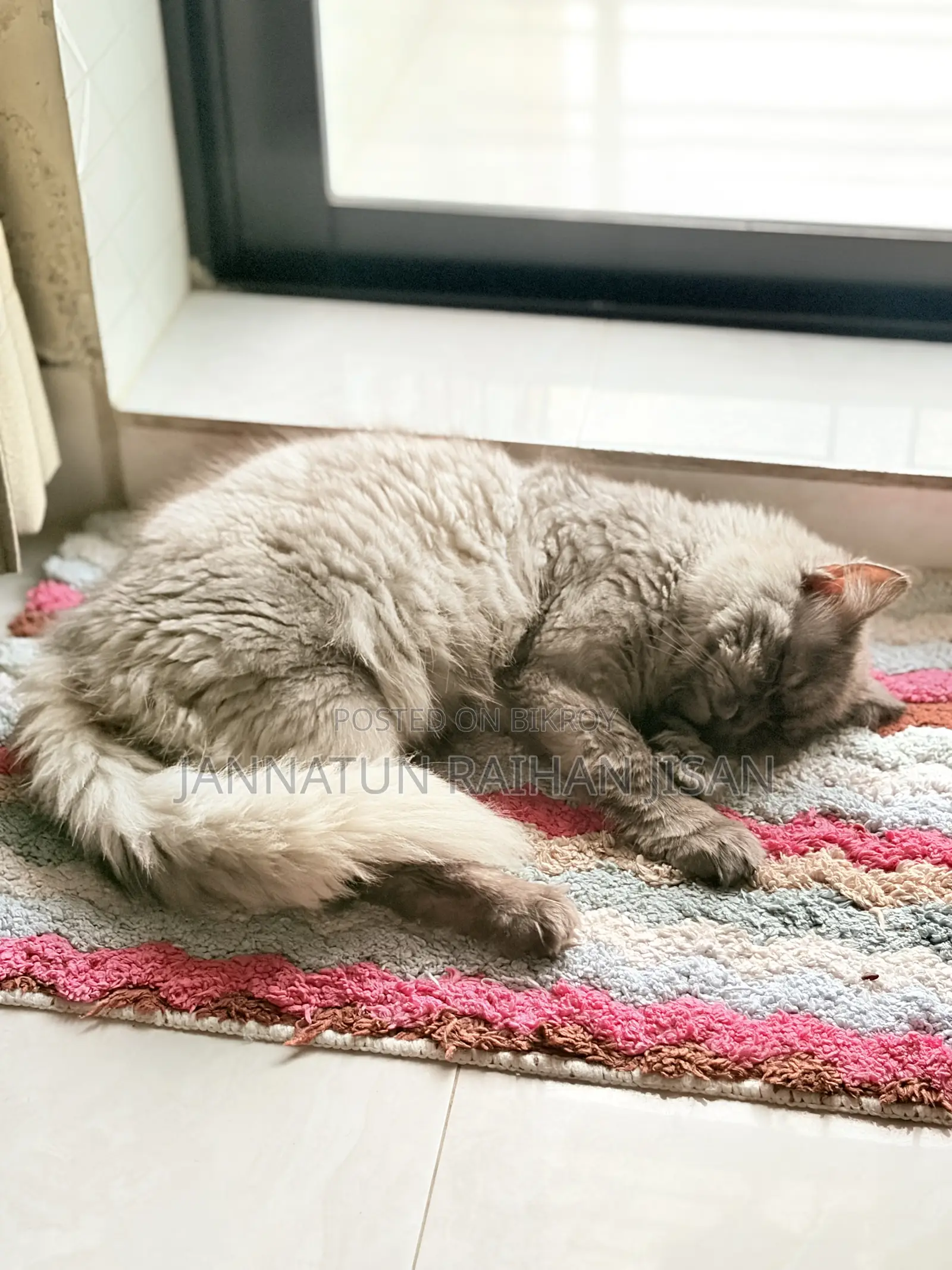 6-12 Months Male Mixed Breed Persian