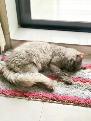 6-12 Months Male Mixed Breed Persian