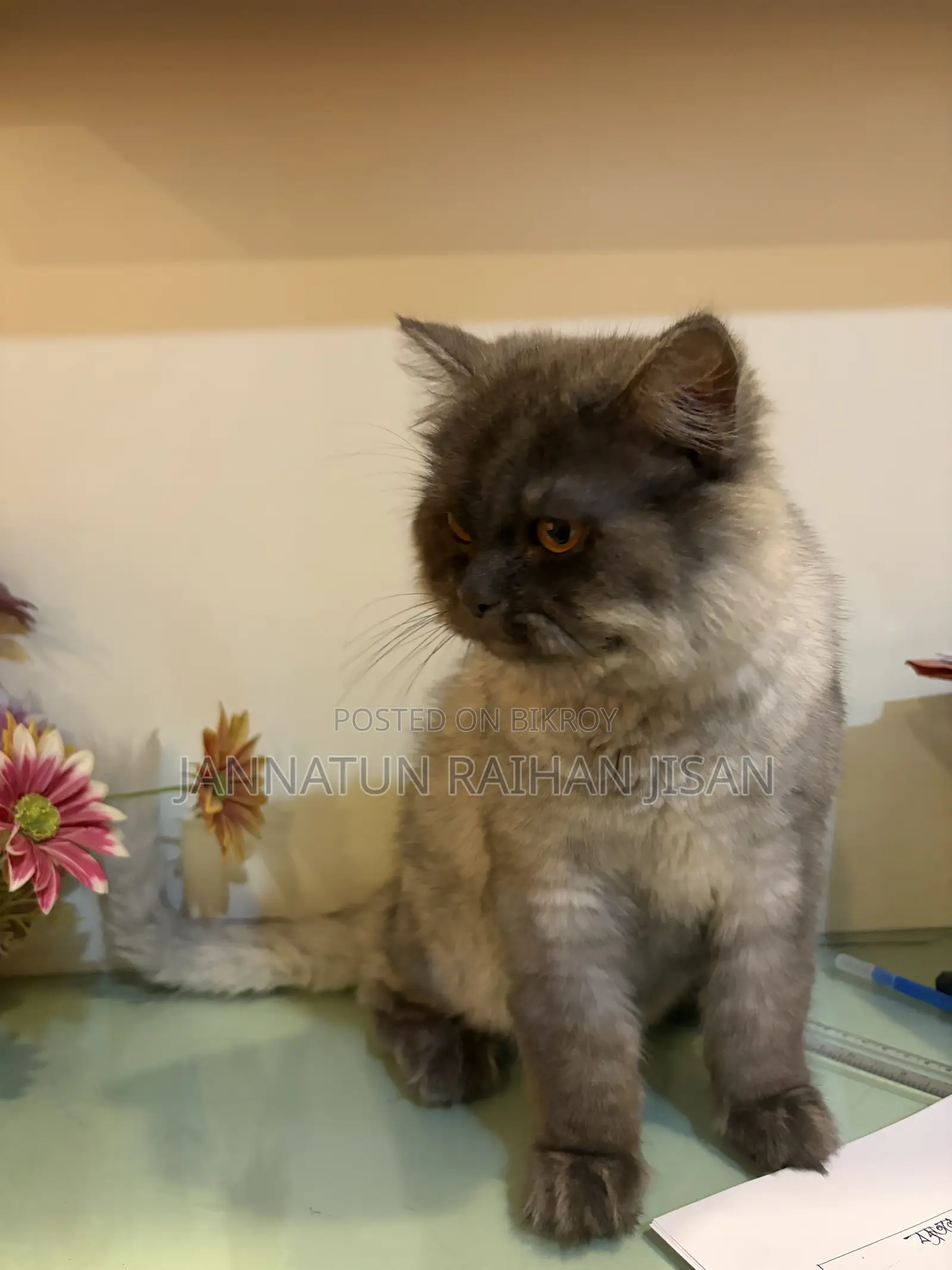 6-12 Months Male Mixed Breed Persian