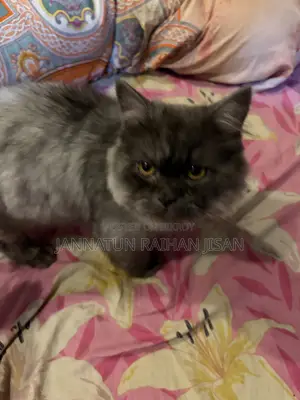 6-12 Months Male Mixed Breed Persian