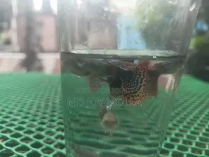 Red Dragon