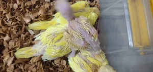 Yellow Holland Blood Line Ringneck Baby