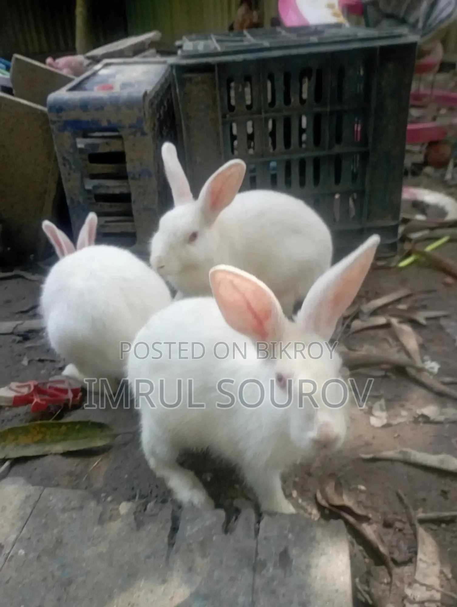 Rabbits for Sale
