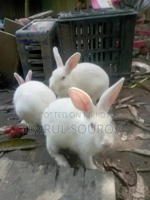 Rabbits for Sale