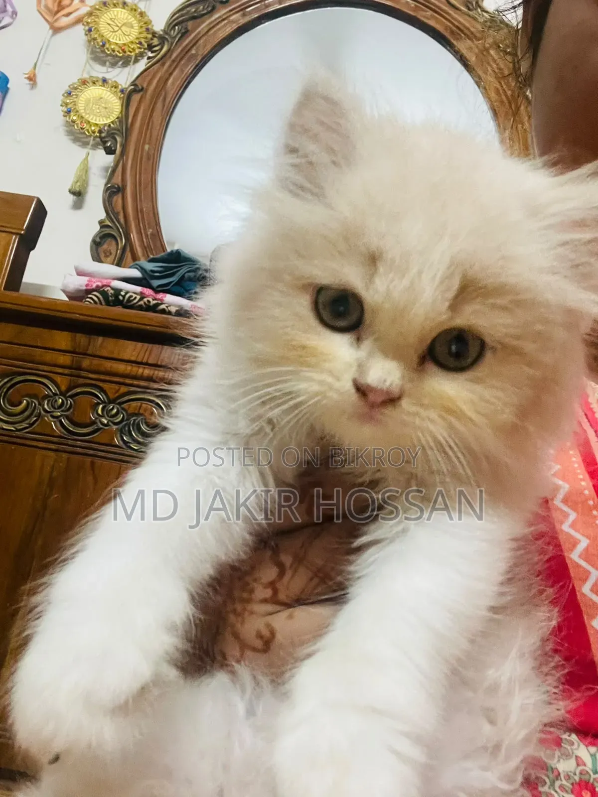 1-3 Months Female Mixed Breed Persian