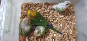 Tame Size Baby Birds