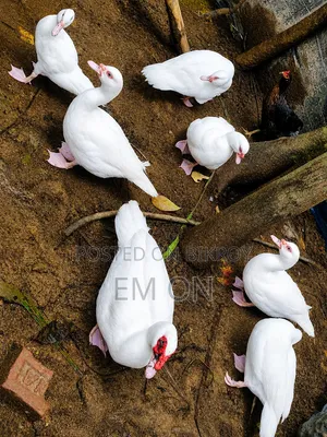 Chinese ducks will be sold at 450 Taka per kg