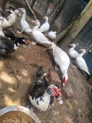 চীনা হাঁস বিক্রয় হবে ৪৫০ টাকা কেজি