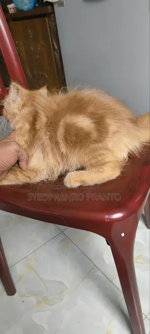 ৩-৬ মাসের মহিলা খাঁটি পার্সিয়ান