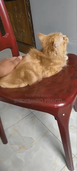 ৩-৬ মাসের মহিলা খাঁটি পার্সিয়ান