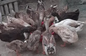 Desi Duck 10 Pairs