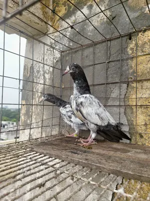 Pakistani Pigeons