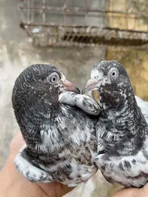 Pakistani Pigeons
