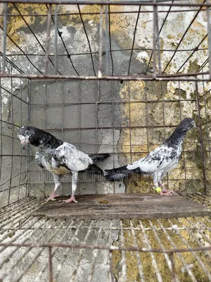 Pakistani Pigeons