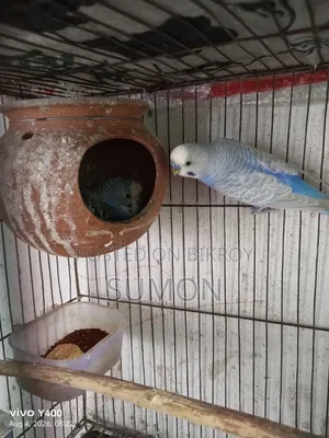 Budgerigar Bird