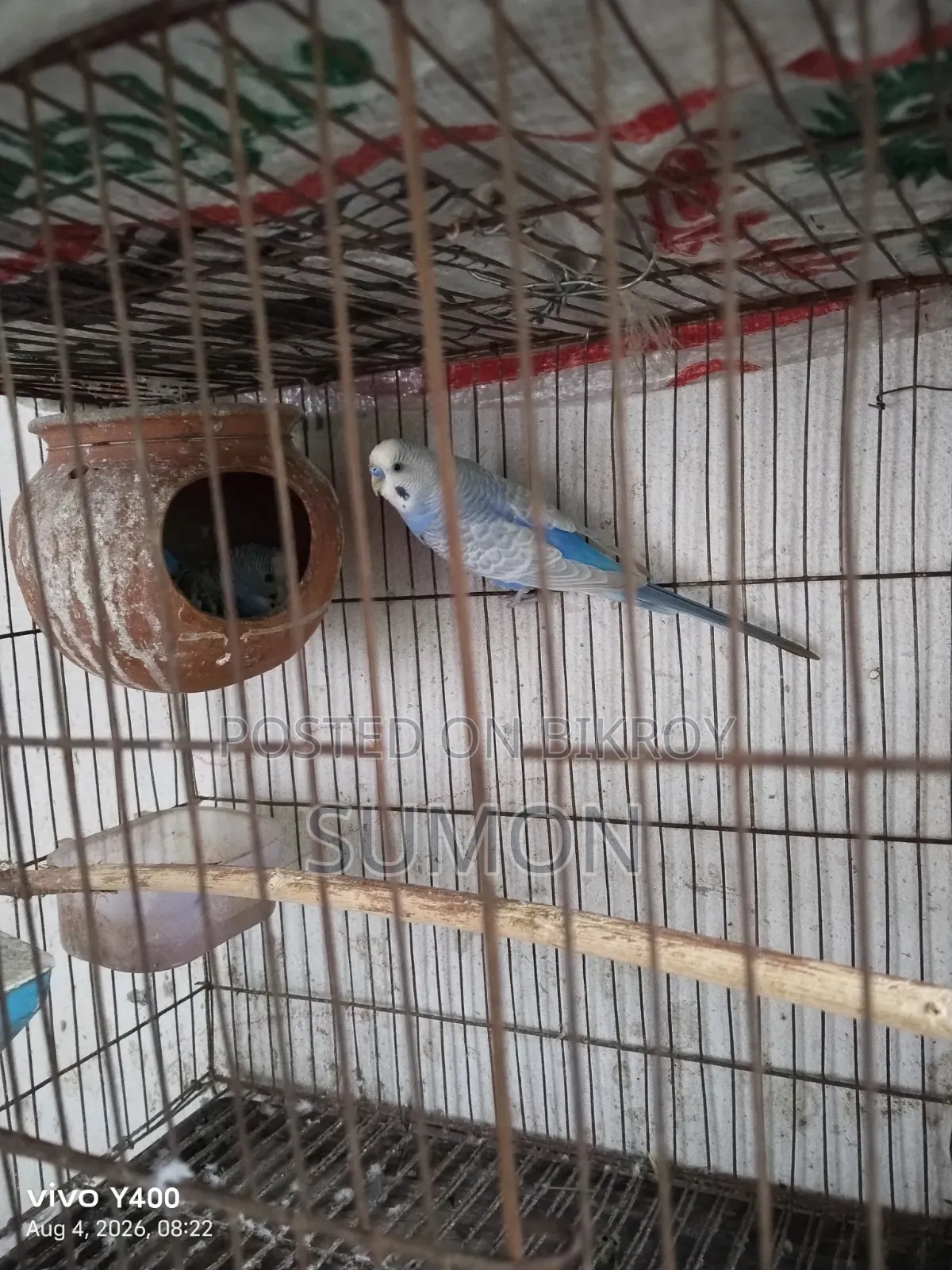 Budgerigar Bird