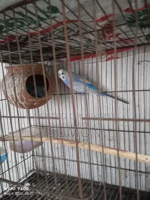 Budgerigar Bird