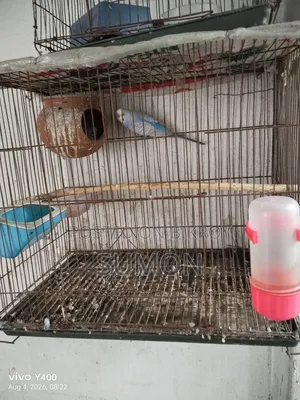 Budgerigar Bird