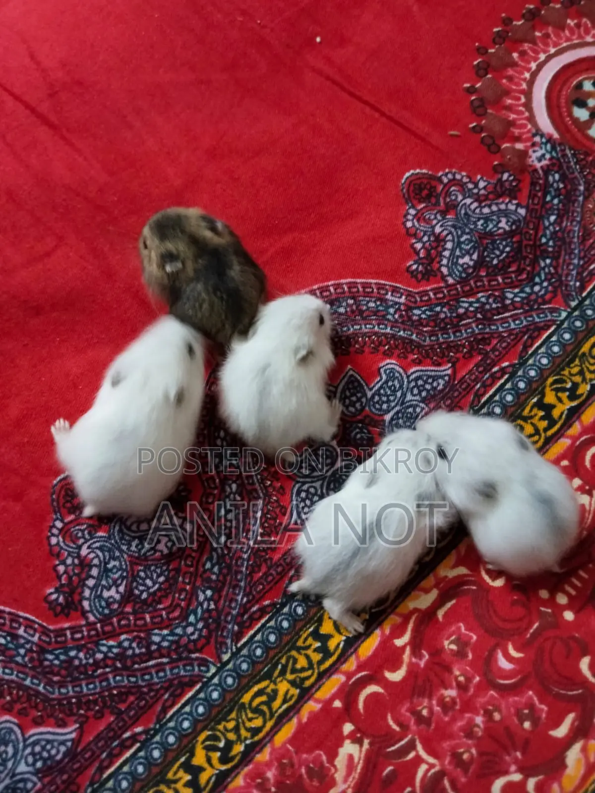 5 Winter White Hamsters for Sale