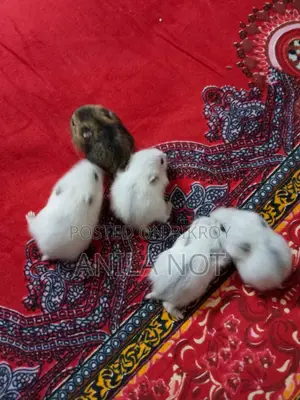 5 Winter White Hamsters for Sale
