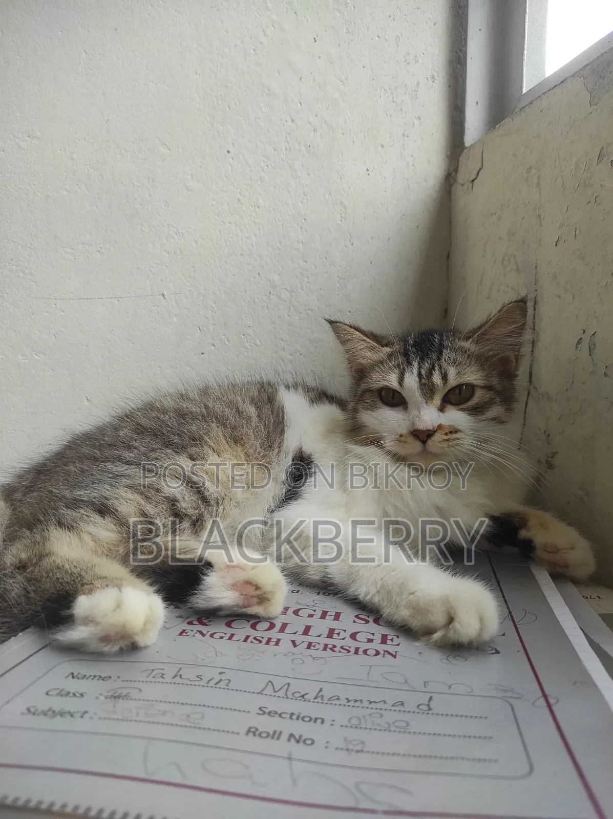 6-12 Months Female Mixed Breed Tabby