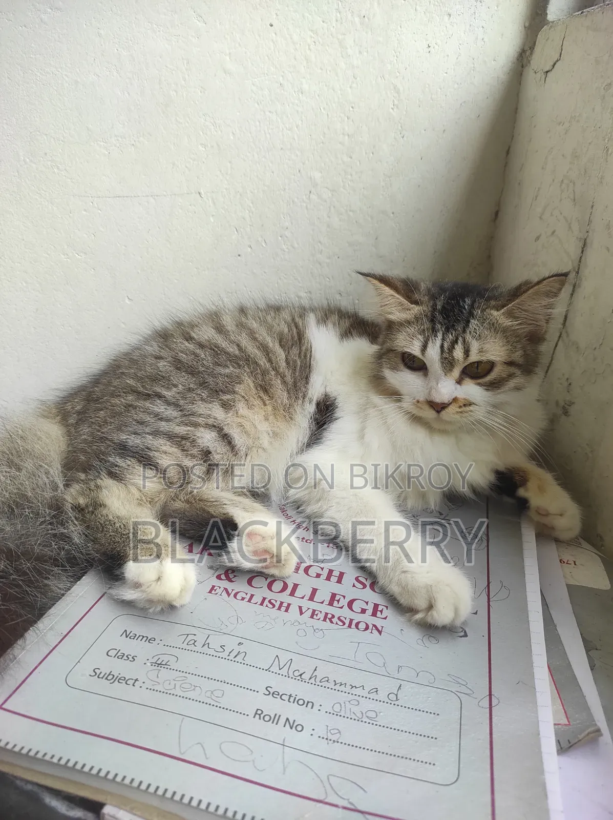 6-12 Months Female Mixed Breed Tabby