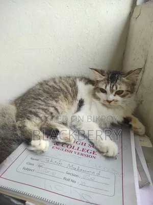 6-12 Months Female Mixed Breed Tabby