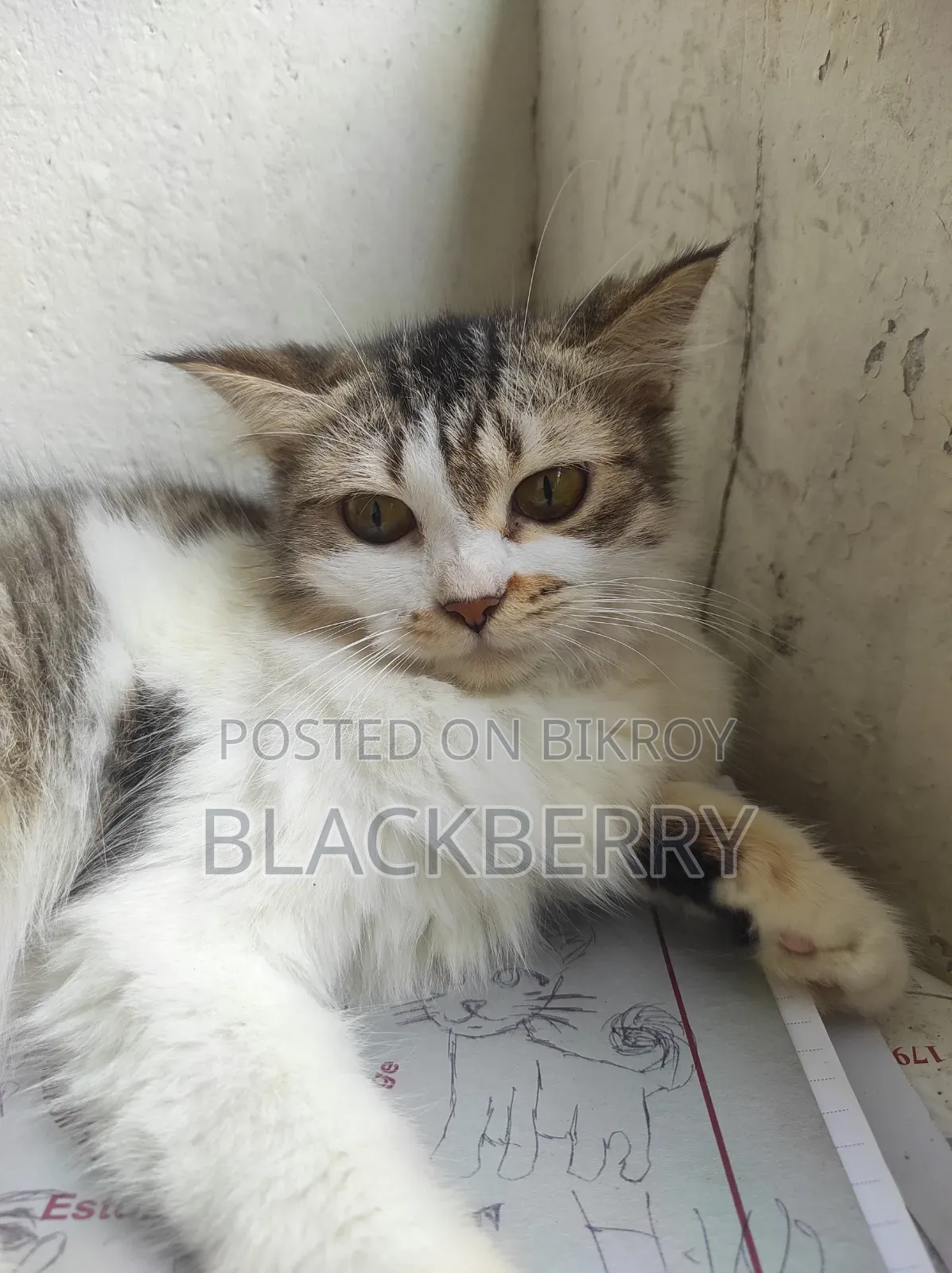6-12 Months Female Mixed Breed Tabby
