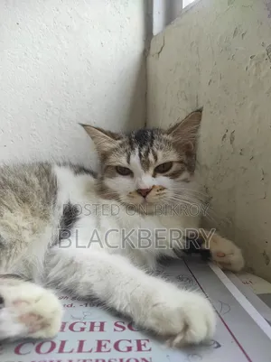 6-12 Months Female Mixed Breed Tabby