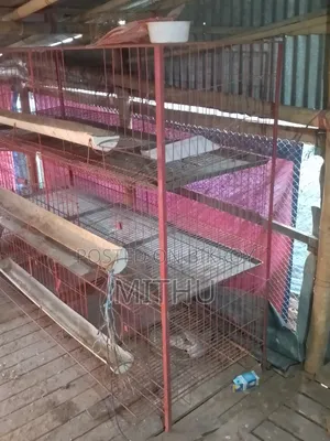 খামার মুরগির খাঁচা