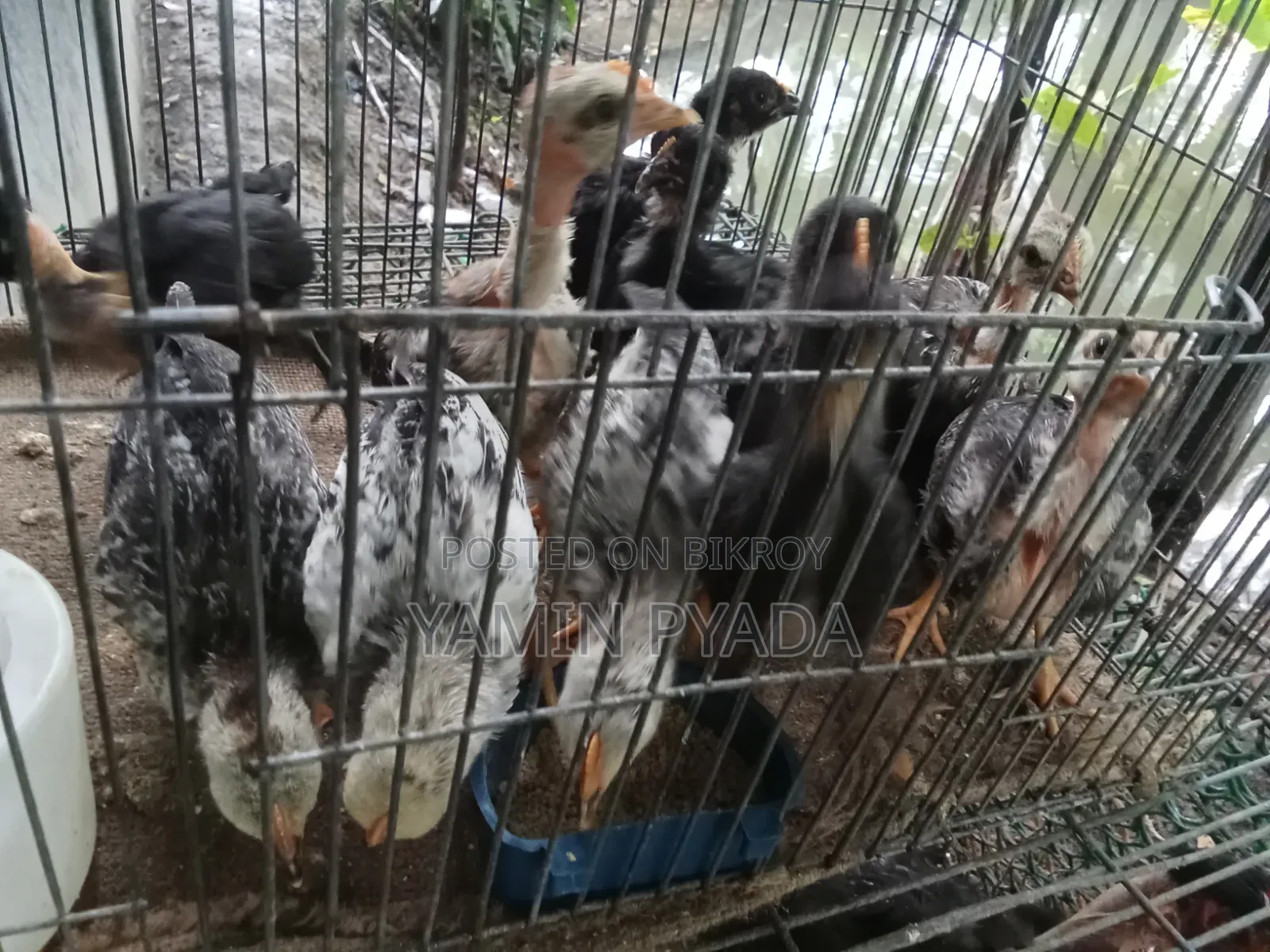 মুড়গির বাচ্চা বিক্রয়
