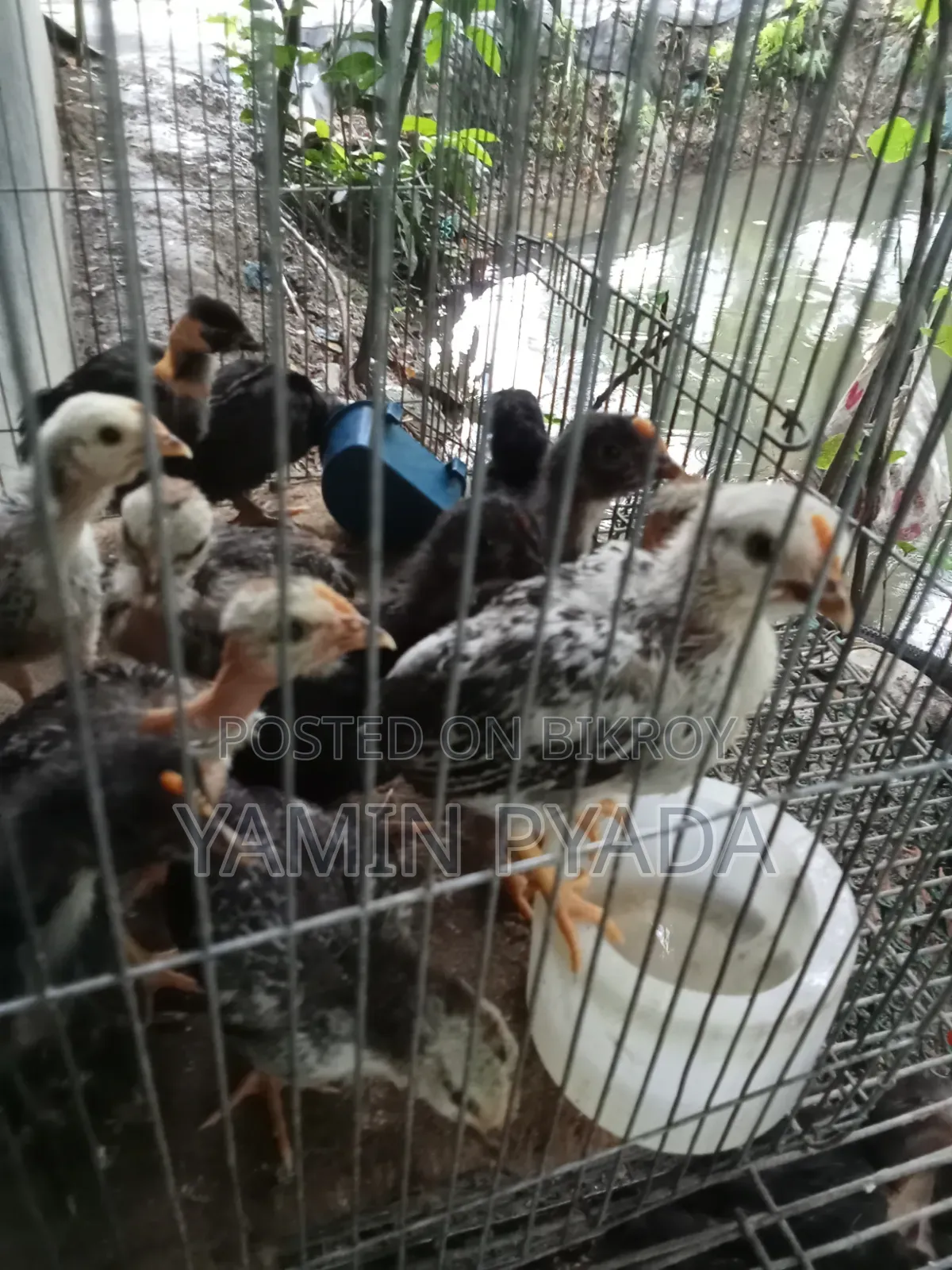মুড়গির বাচ্চা বিক্রয়