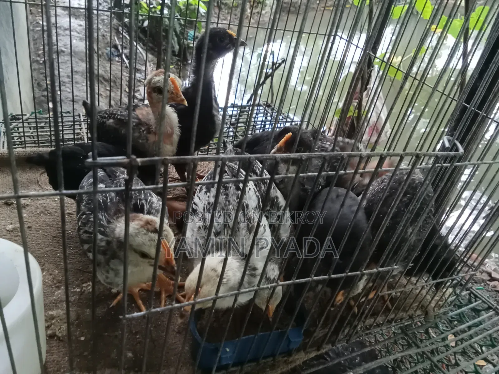 মুড়গির বাচ্চা বিক্রয়