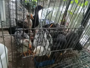 মুড়গির বাচ্চা বিক্রয়