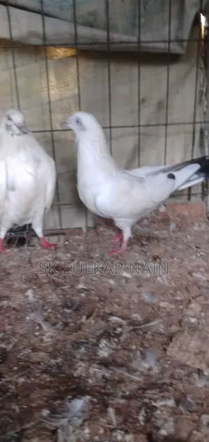 কালদম কবুতর