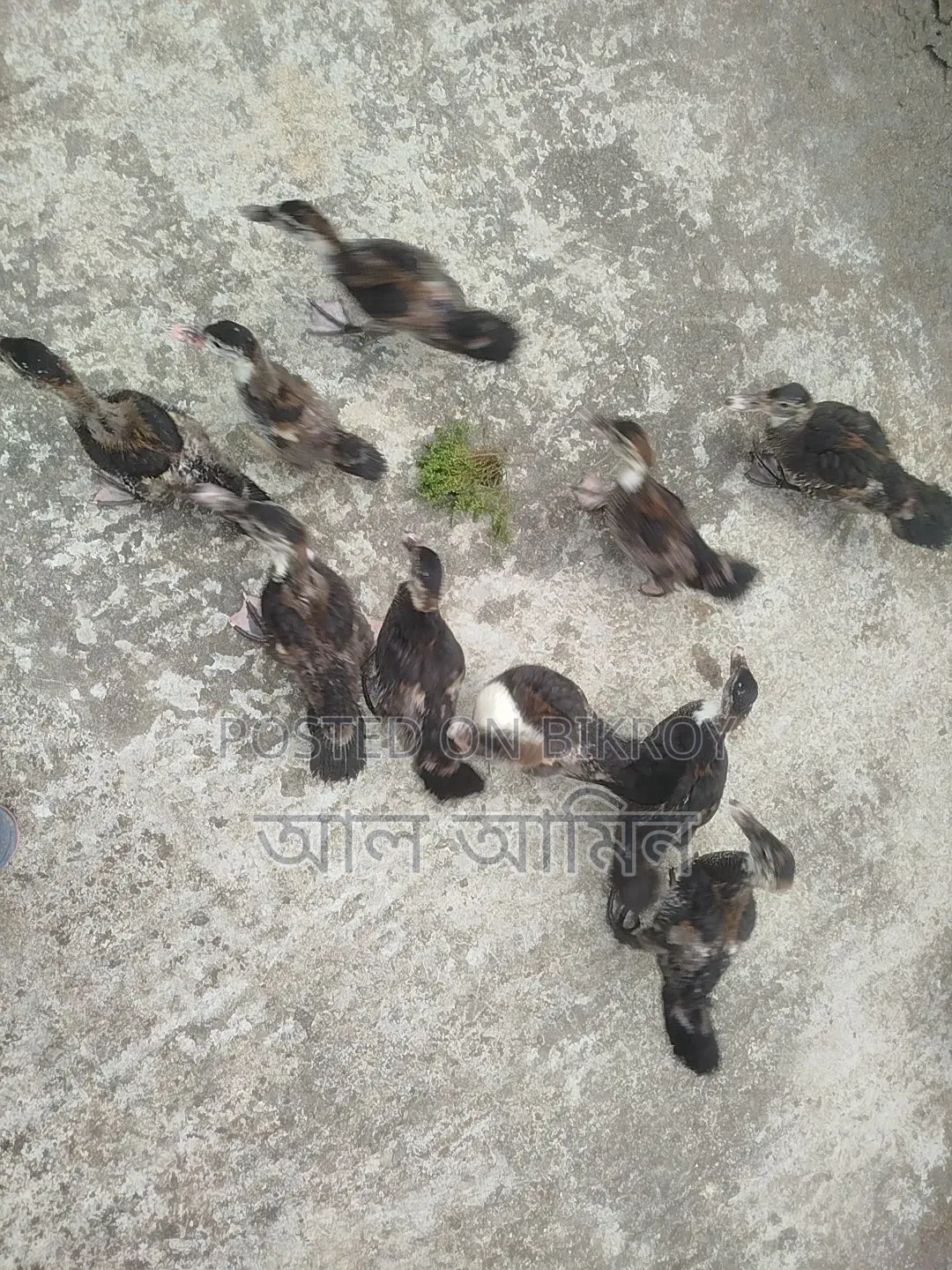 সেমি এডাল্ট চীনা হাস এর বাচ্চা বিক্রি হবে