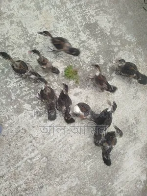 Semi-adult Chinese Ducklings for Sale