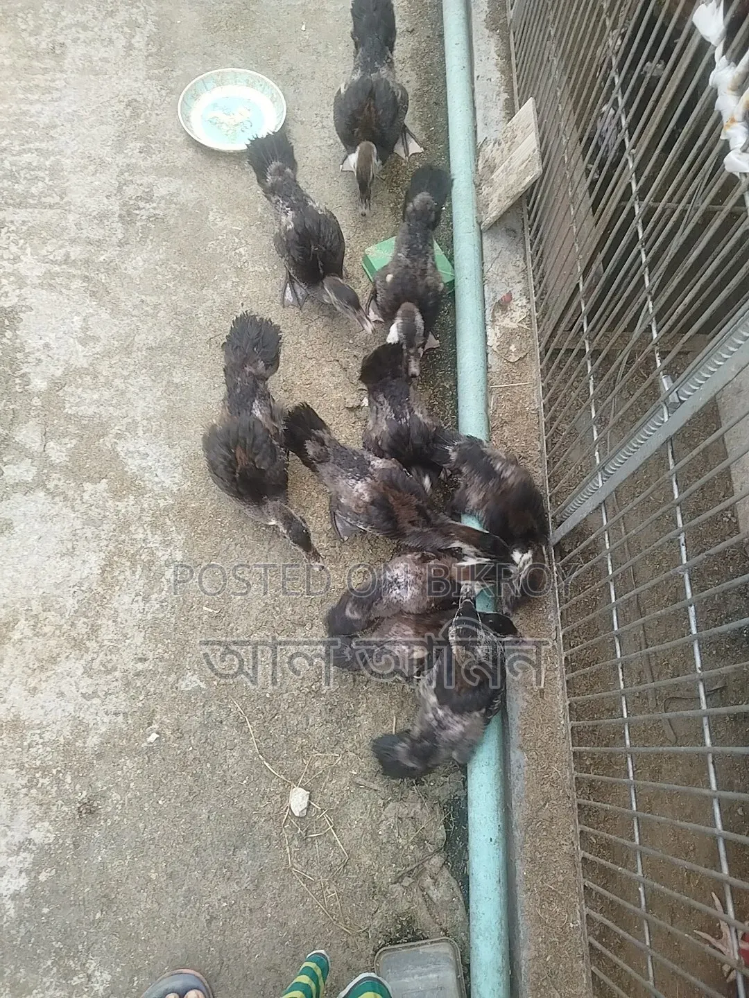 সেমি এডাল্ট চীনা হাস এর বাচ্চা বিক্রি হবে