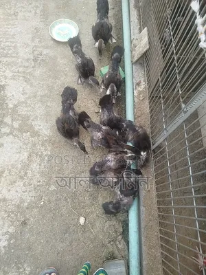 সেমি এডাল্ট চীনা হাস এর বাচ্চা বিক্রি হবে