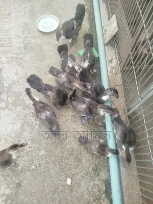 সেমি এডাল্ট চীনা হাস এর বাচ্চা বিক্রি হবে