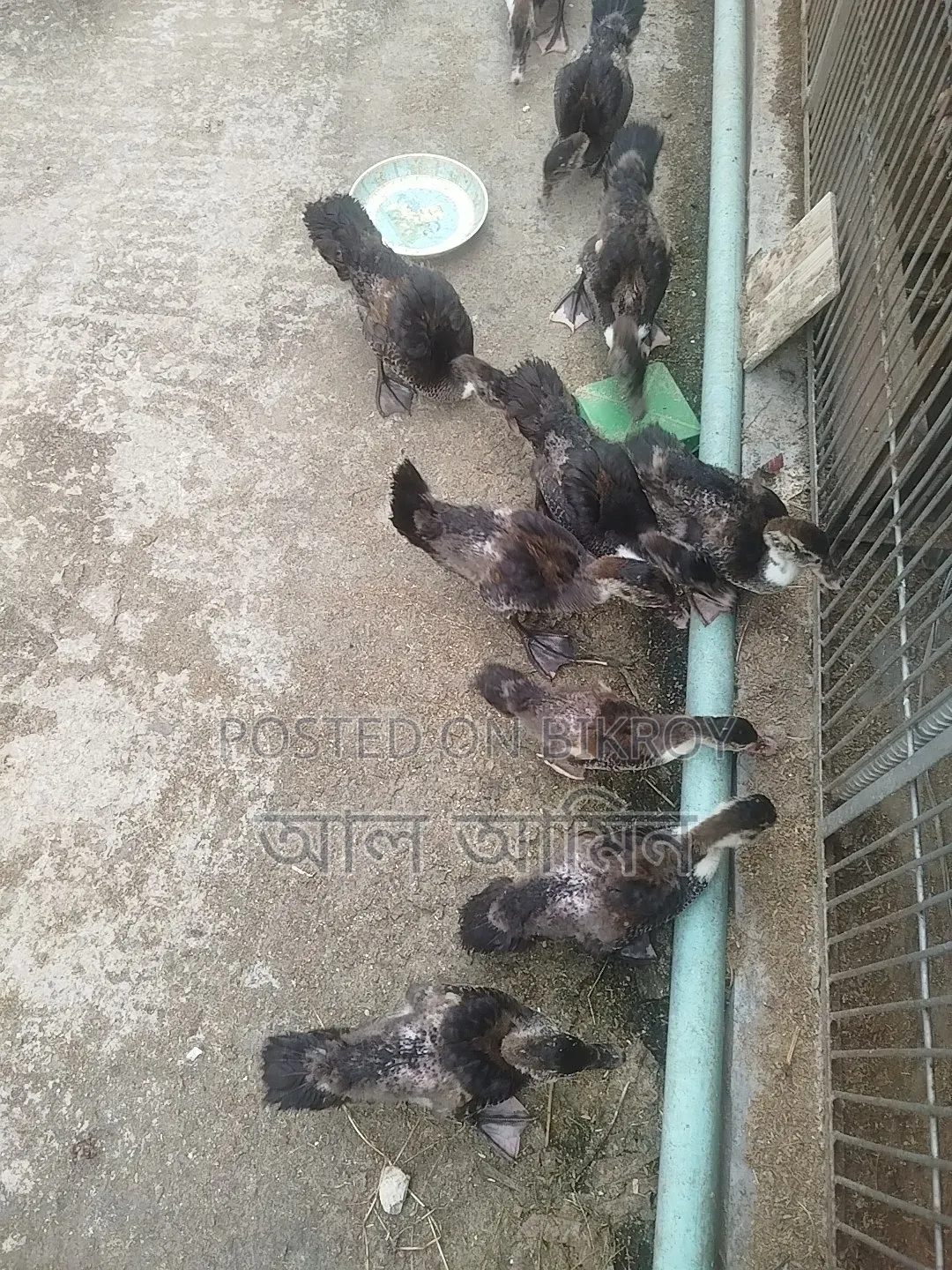 সেমি এডাল্ট চীনা হাস এর বাচ্চা বিক্রি হবে