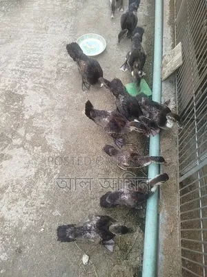 সেমি এডাল্ট চীনা হাস এর বাচ্চা বিক্রি হবে